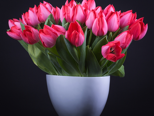 Tulpen Trick