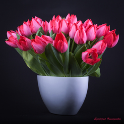 Tulpen Trick