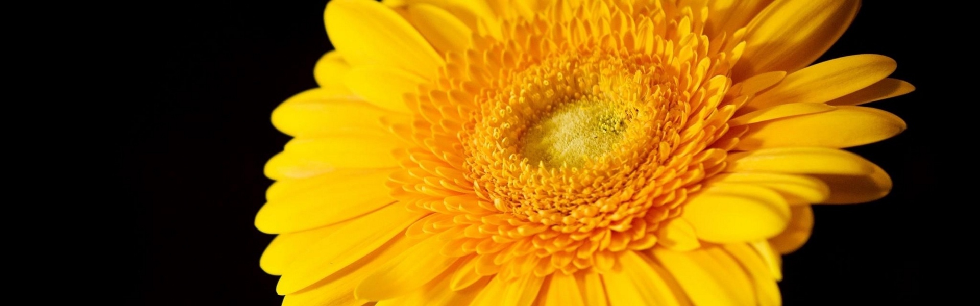 Gerbera aus dem Großhandel