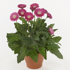 Potted gerberas