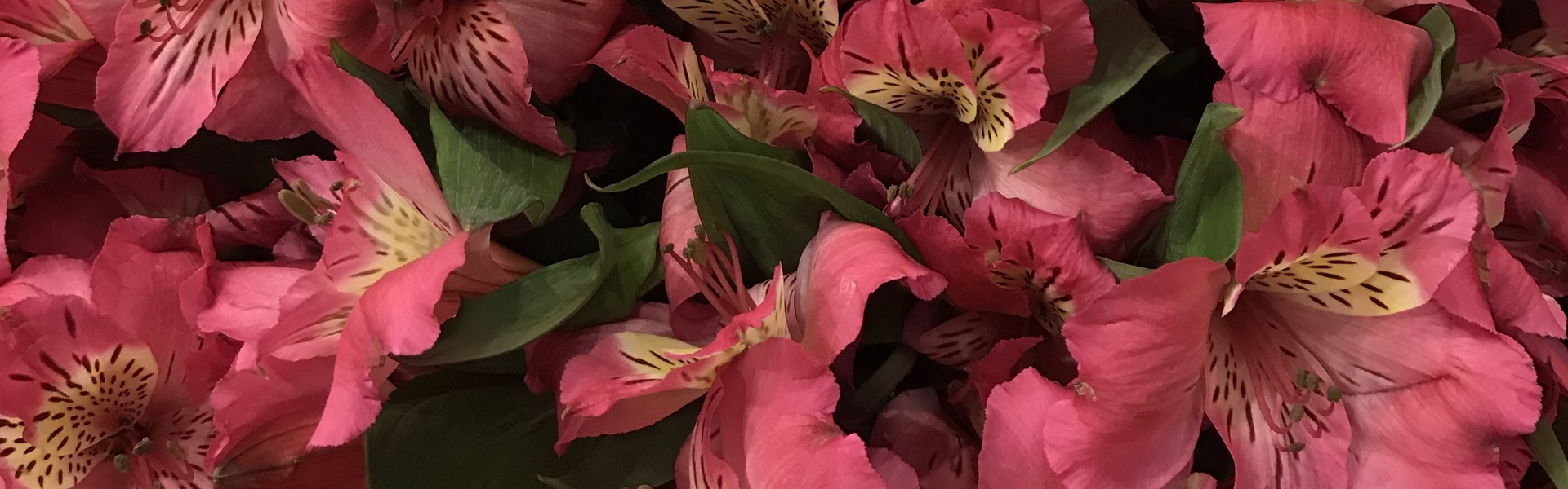 Wholesale alstroemeria