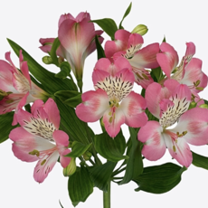 Cut alstroemeria (cutting)