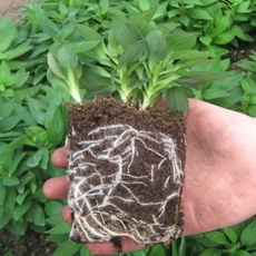 Seedlings (sprigs) of alstroemeria