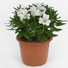 Potted alstroemeria