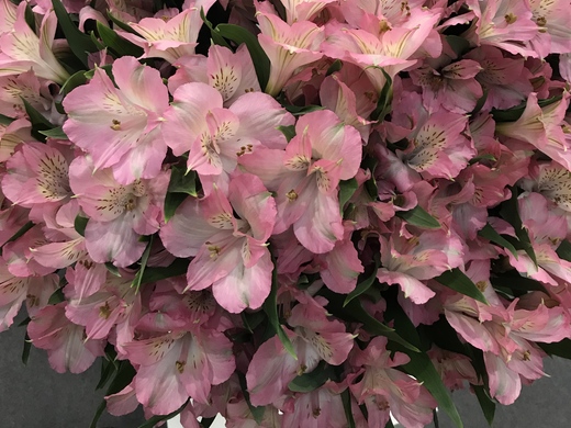 Alstroemeria Dubai