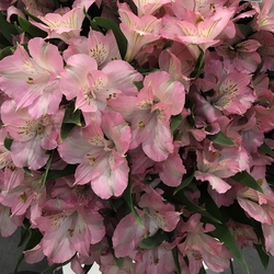 Alstroemeria Dubai