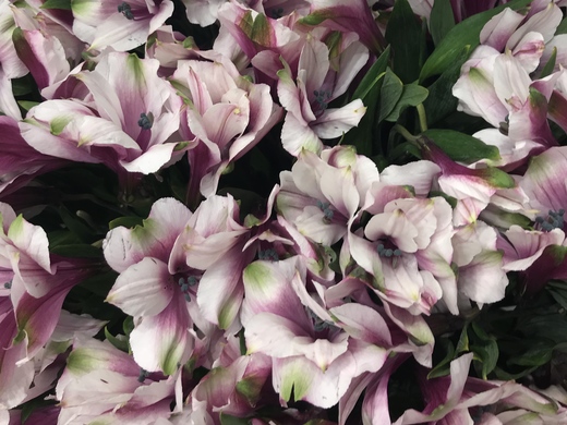 Alstroemeria Marshmallow