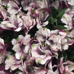 Alstroemeria Marshmallow