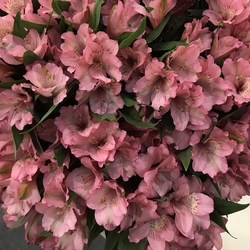 Alstroemeria Primadonna