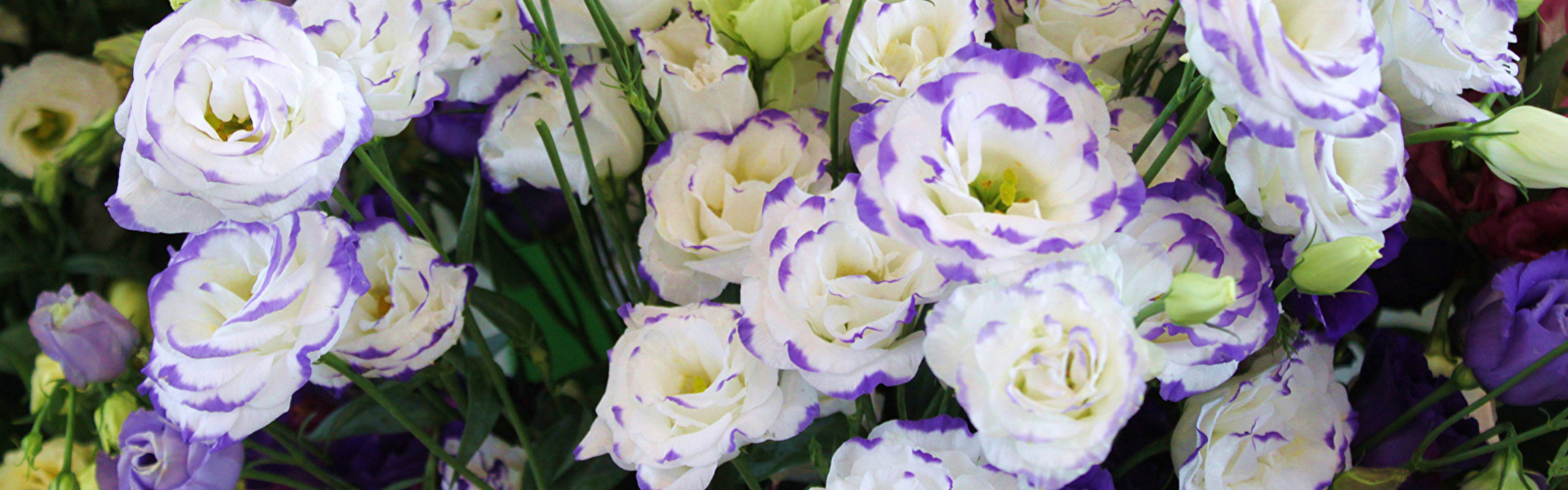 Lisianthus aus dem Großhandel