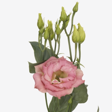 Cut eustoma (cutting)