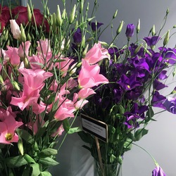 Lisianthus Botanic blau und rosa