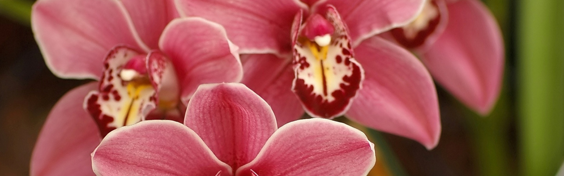 Cymbidium hurtowo