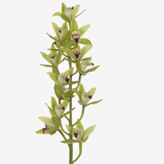 Cymbidium cięte