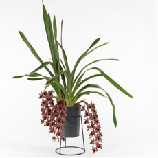 Cymbidium w doniczkach