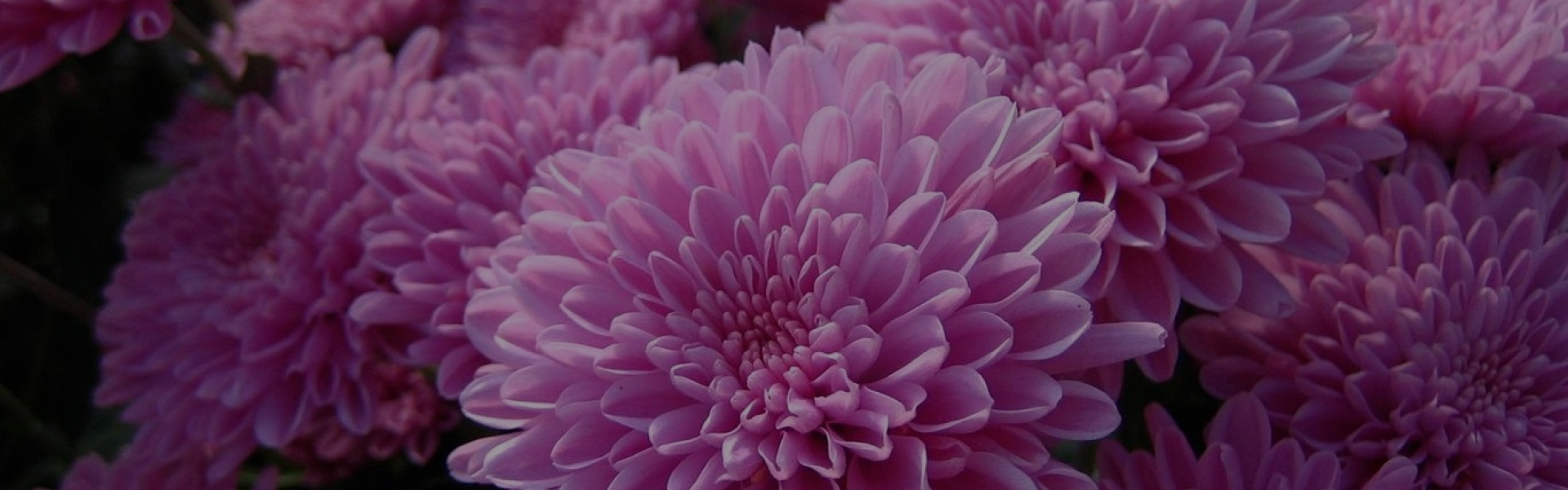 Wholesale chrysanthemum 