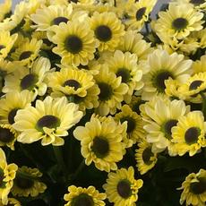 Schnittchrysanthemen (Schnittblume)