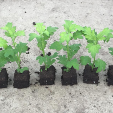 Seedlings (sprigs) of chrysanthemums