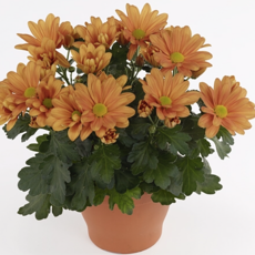 Eingetopfte Chrysanthemen