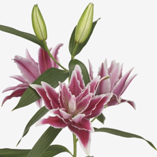 Cut lilies (cutting)