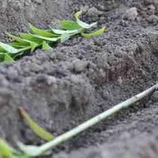 Seedlings (sprigs) of lilies 