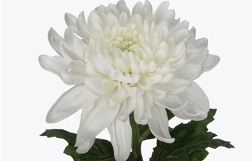 G Antonov (Ch G Antonov) chrysanthemum