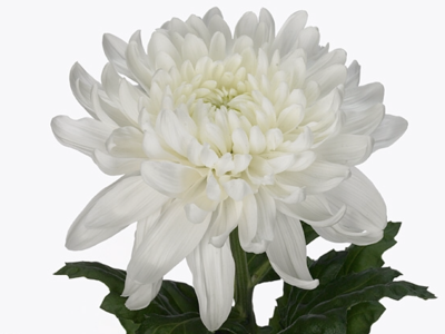 G Antonov (Ch G Antonov) chrysanthemum