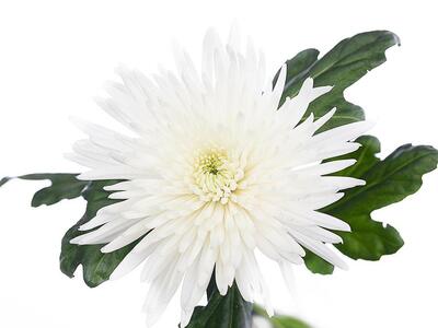 G 'Anastasia' (Chr G 'Anastasia')  chrysanthemum